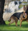 Wie Viel Bewegung Braucht Ein Schäferhund Mit 6 Monaten