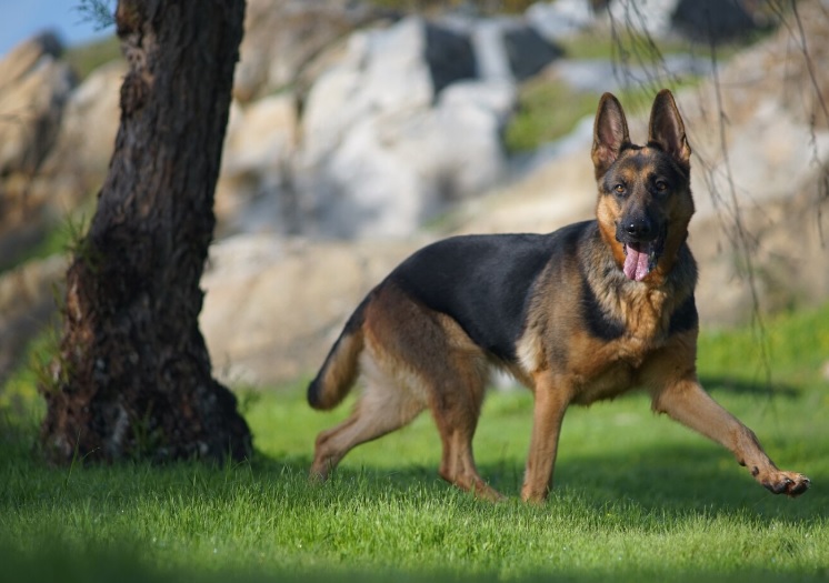 Wie Viel Bewegung Braucht Ein Schäferhund Mit 6 Monaten
